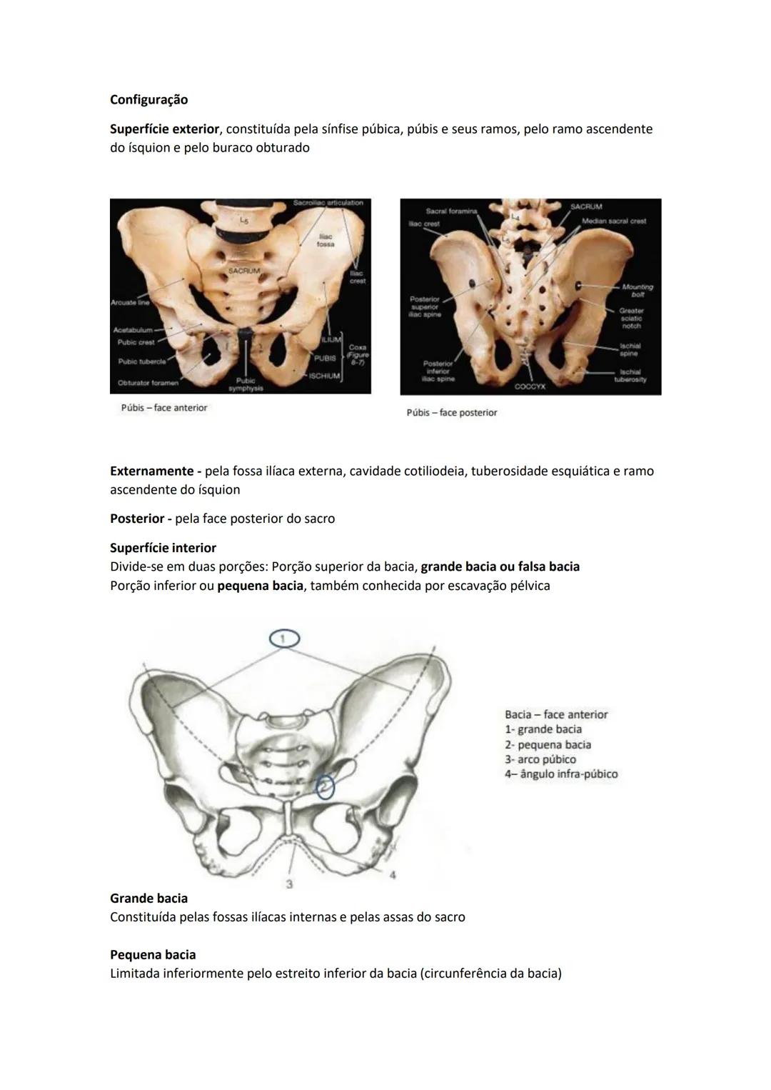 Terminologia e planos do corpo humano
Descreve planos espaciais dos órgãos
O corpo humano deve-se considerar na seguinte posição
• Sempre o