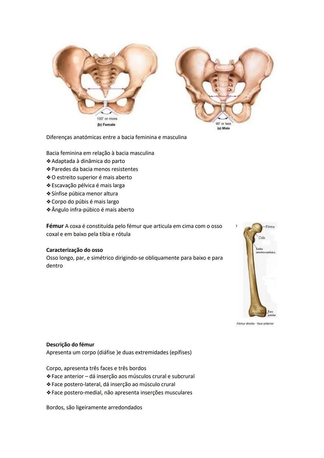 Terminologia e planos do corpo humano
Descreve planos espaciais dos órgãos
O corpo humano deve-se considerar na seguinte posição
• Sempre o
