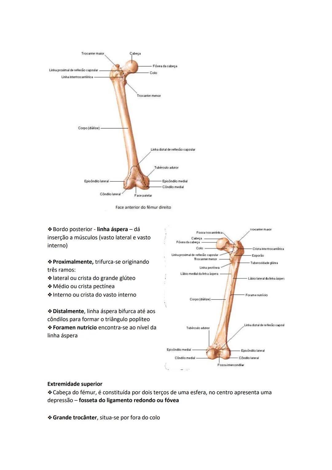 Terminologia e planos do corpo humano
Descreve planos espaciais dos órgãos
O corpo humano deve-se considerar na seguinte posição
• Sempre o