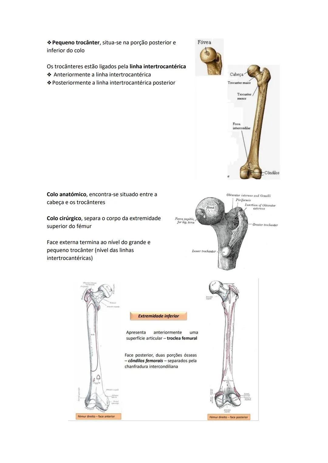 Terminologia e planos do corpo humano
Descreve planos espaciais dos órgãos
O corpo humano deve-se considerar na seguinte posição
• Sempre o