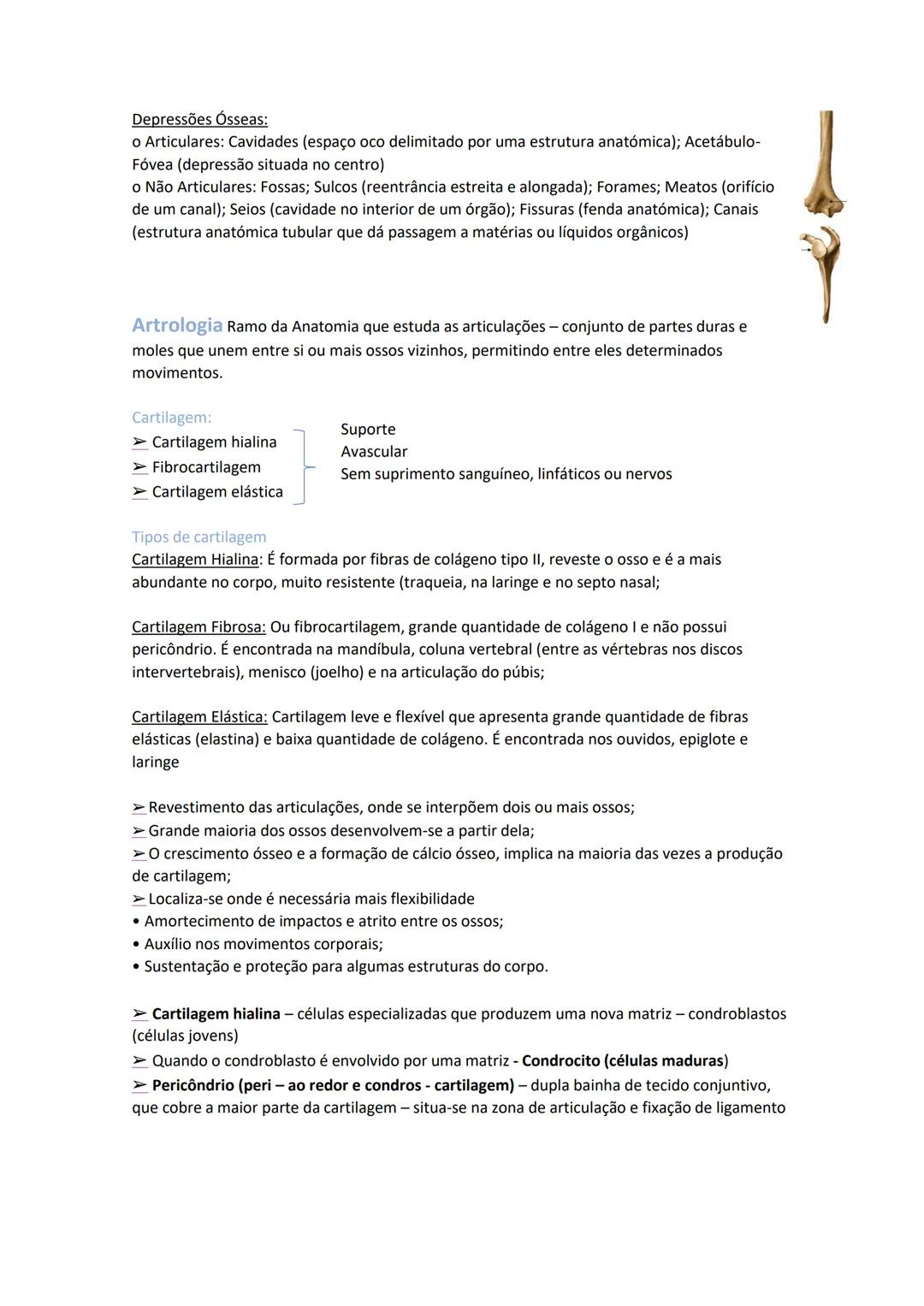 Terminologia e planos do corpo humano
Descreve planos espaciais dos órgãos
O corpo humano deve-se considerar na seguinte posição
• Sempre o