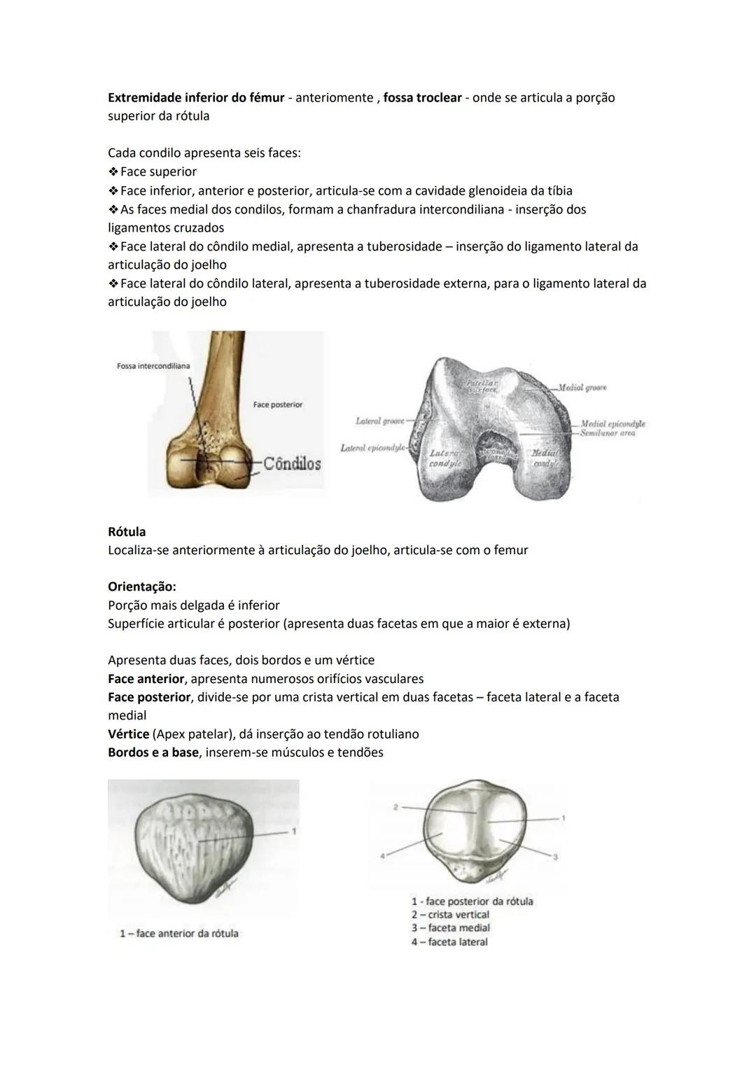 Terminologia e planos do corpo humano
Descreve planos espaciais dos órgãos
O corpo humano deve-se considerar na seguinte posição
• Sempre o