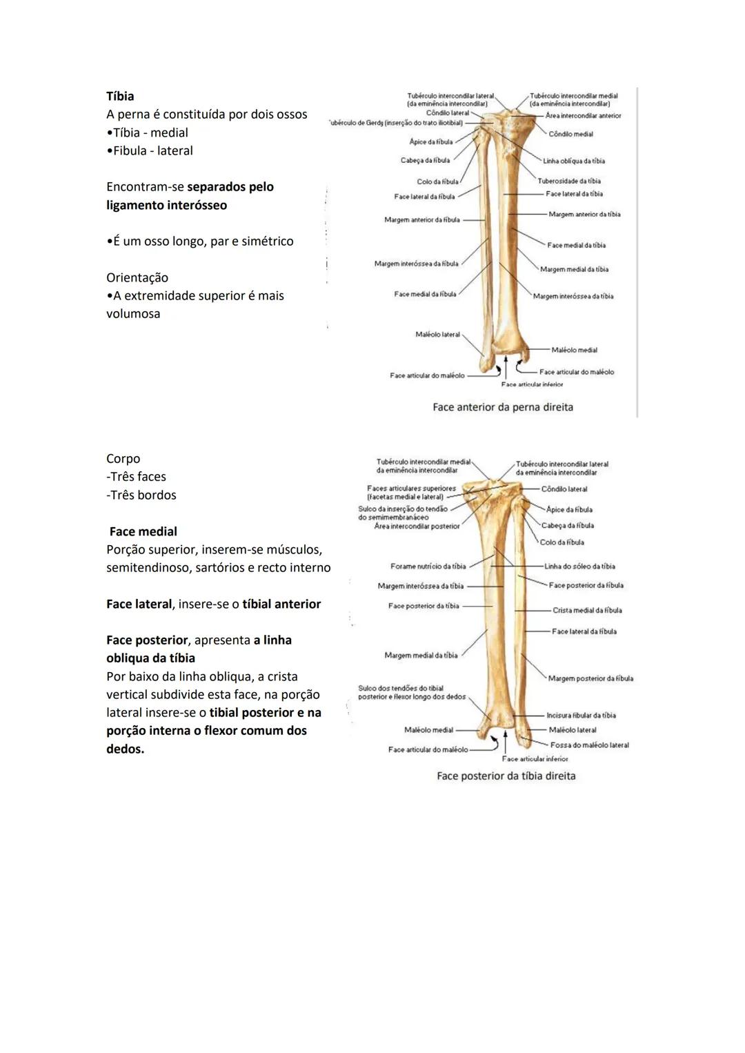 Terminologia e planos do corpo humano
Descreve planos espaciais dos órgãos
O corpo humano deve-se considerar na seguinte posição
• Sempre o