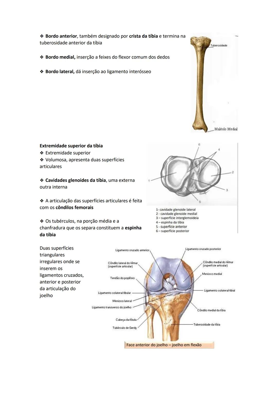Terminologia e planos do corpo humano
Descreve planos espaciais dos órgãos
O corpo humano deve-se considerar na seguinte posição
• Sempre o