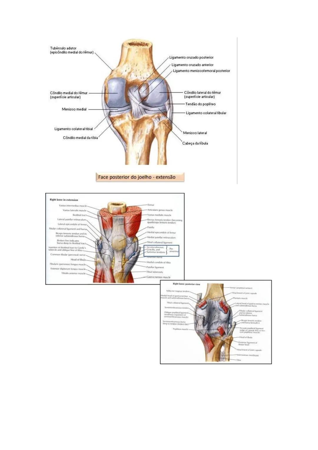 Terminologia e planos do corpo humano
Descreve planos espaciais dos órgãos
O corpo humano deve-se considerar na seguinte posição
• Sempre o