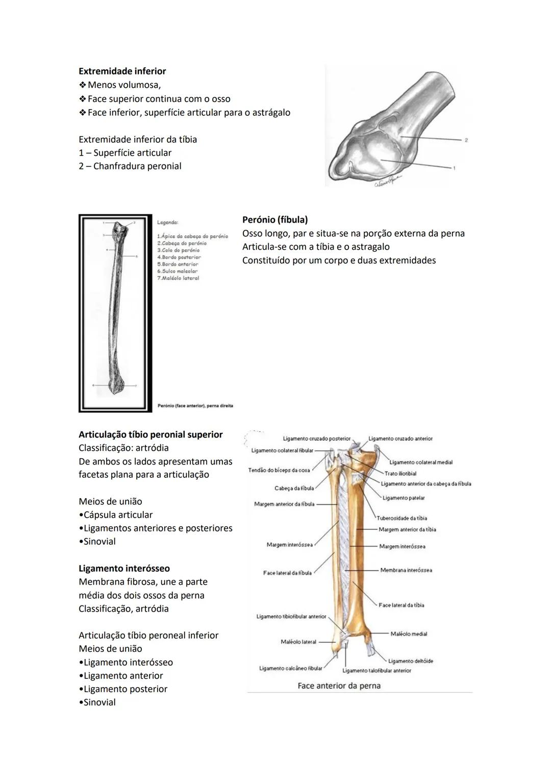 Terminologia e planos do corpo humano
Descreve planos espaciais dos órgãos
O corpo humano deve-se considerar na seguinte posição
• Sempre o