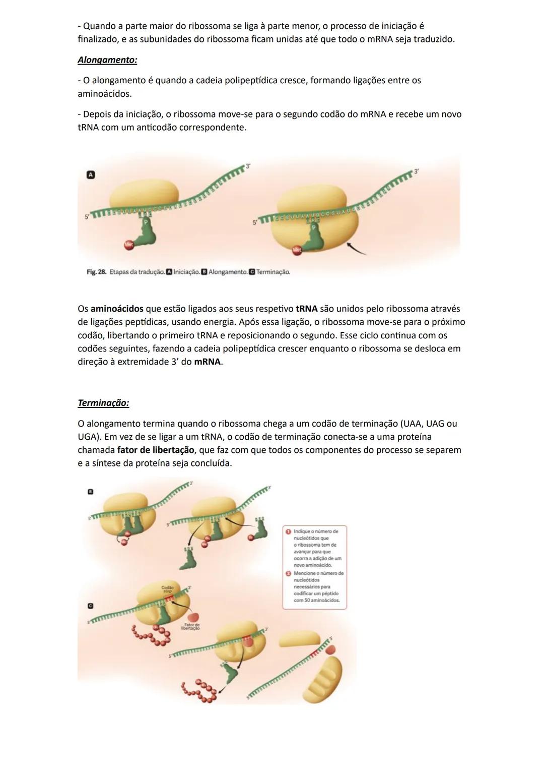 # Replicação do DNA
Para que os organismos se possam reproduzir, crescer e renovar os seus tecidos, é essencial
que formem novas células. P