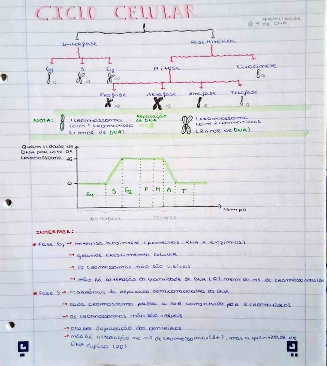 # CICLO CELULAR
quantidade
$\uparrow$ de DNA
Interfase
POSE MITÓTICA
$G_1$
$S$
$G_2$
Mitose
Citocinese
Prófase
Metafase
Anáfase
Telófase