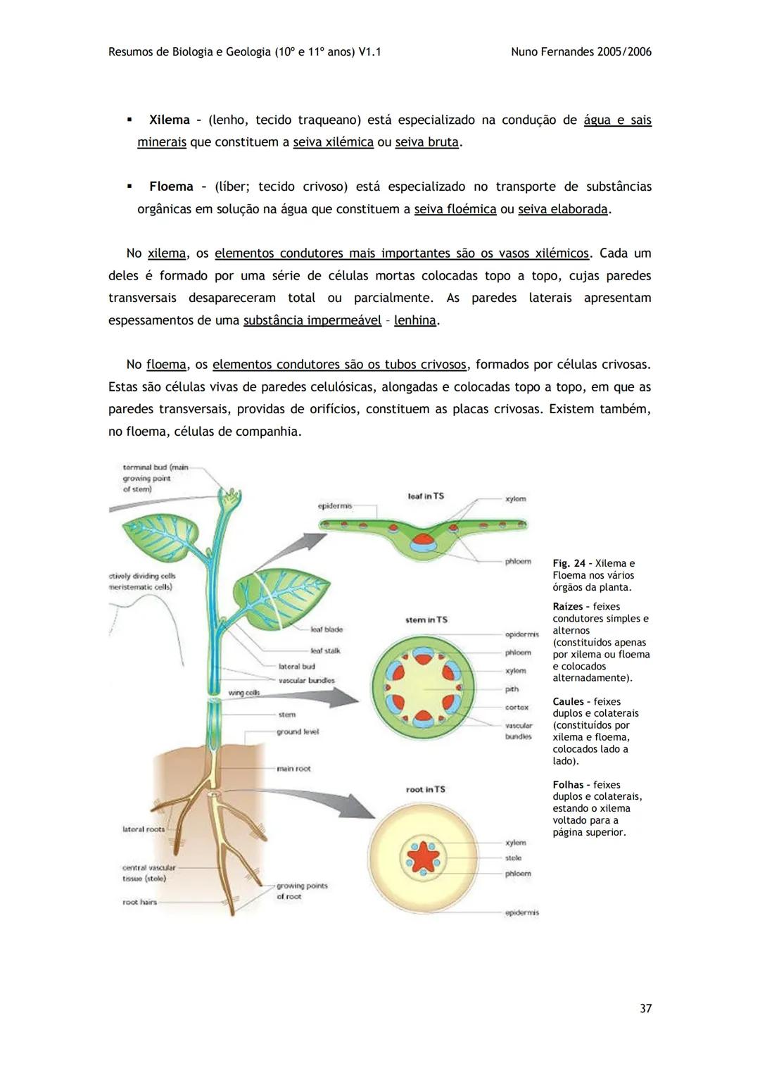 # -RESUMOS-
# BIOLOGIA E GEOLOGIA
10º E 11º Resumos de Biologia e Geologia (10° e 11° anos) V1.1
GEOLOGIA 10°
Nuno Fernandes 2005/2006
As