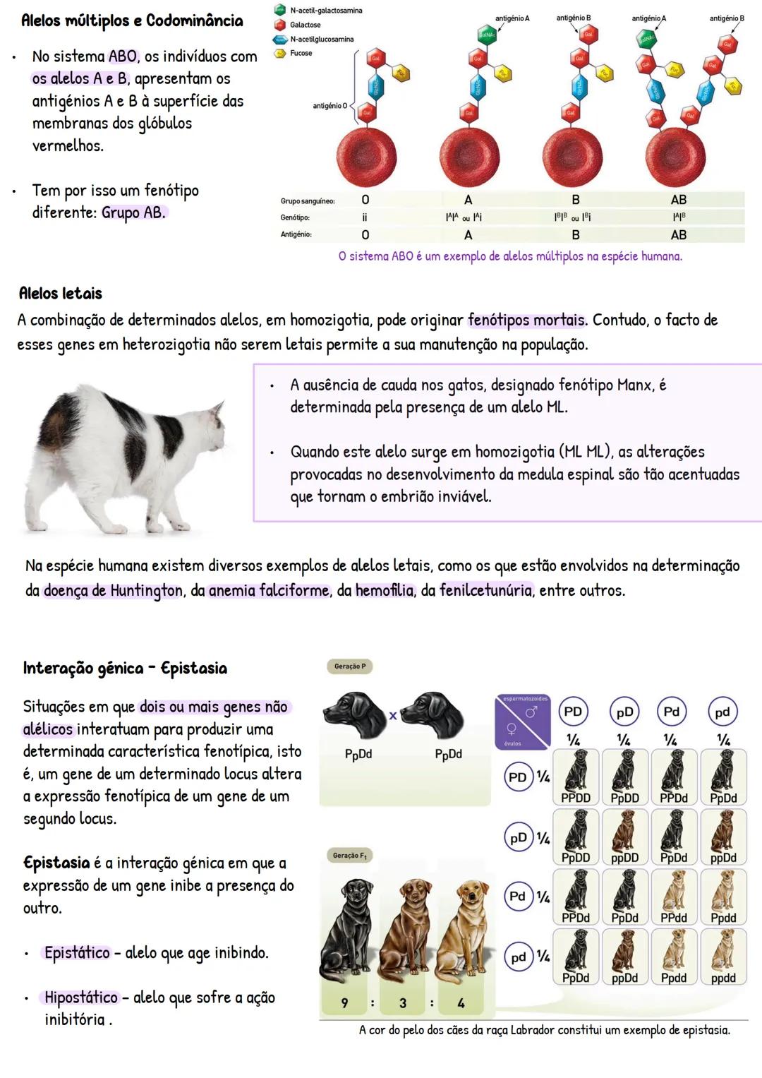 # PATRIMÓNIO GENÉTICO
1-Transmissão de características hereditárias
1.1. Monoibridismo e segregação fatorial
1.2. Diibridismo
1.3. Princípi