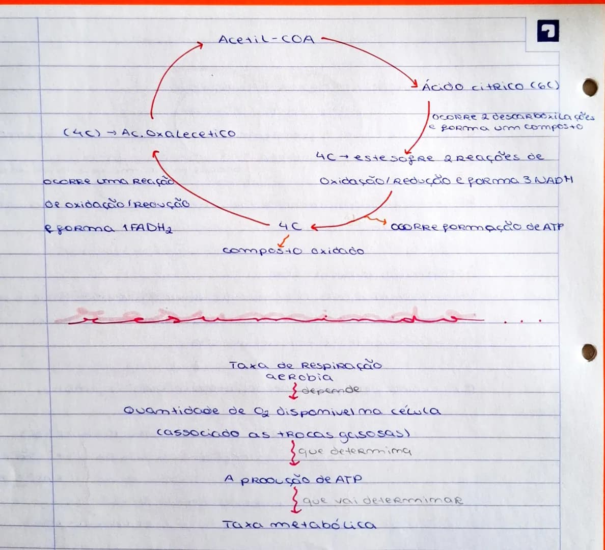 OBTENÇÃO DE ERJERGIA - FERMENTAÇÃO E RESPIRAÇÃO
→ a obtenção de emergia ocorre pela degradação da glicose
→ são processos catabólicos - proc