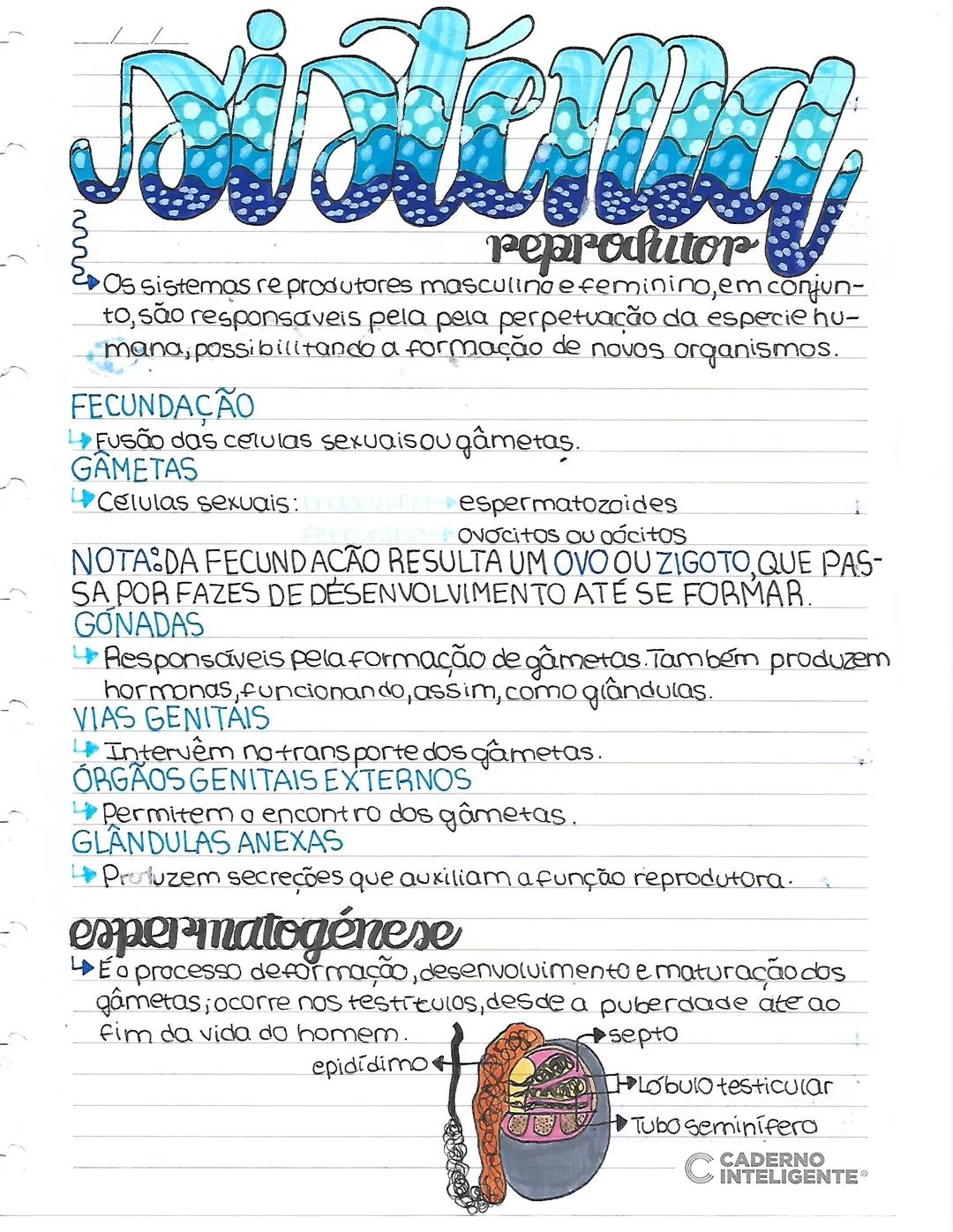 --- OCR Start ---
pepradutor
Os sistemas re produtores masculino e feminino, em conjun-
to, são responsáveis pela pela perpetuação da especi