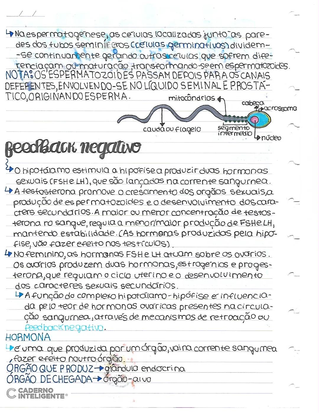 --- OCR Start ---
pepradutor
Os sistemas re produtores masculino e feminino, em conjun-
to, são responsáveis pela pela perpetuação da especi