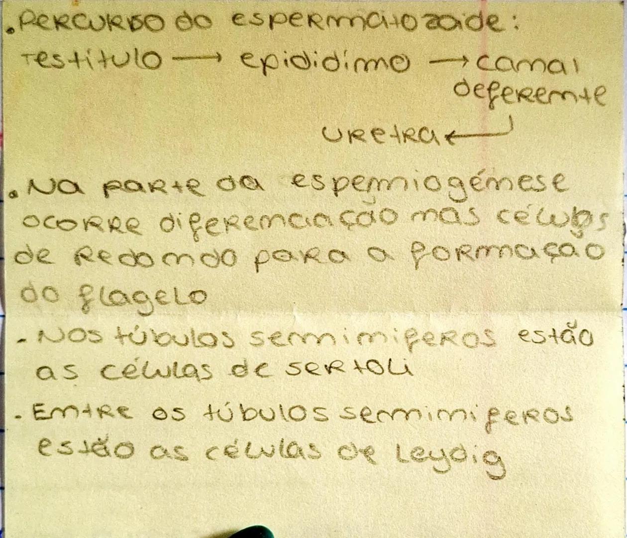 --- OCR Start ---
6600.00
D
vies
BIOLOGIA
REPRODUÇÃO HUMANA
Reprodução humana → 2 fenómenos
gametogenese (meiose)
fecundação
permitem a mamu