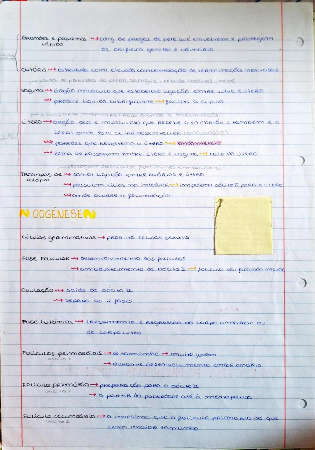 --- OCR Start ---
6600.00
D
vies
BIOLOGIA
REPRODUÇÃO HUMANA
Reprodução humana → 2 fenómenos
gametogenese (meiose)
fecundação
permitem a mamu