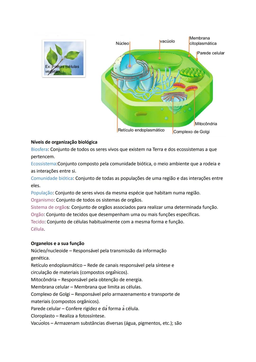 --- OCR Start ---
RESUMOS PARA CIÊNCIAS NATURAIS
Condições da Terra que permitem a existência de vida:
- A distância da Terra ao Sol contrib