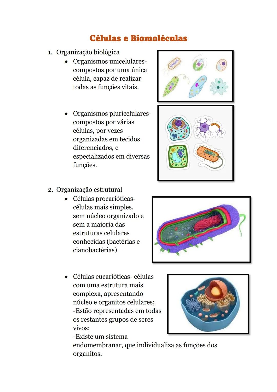 Células e Biomoléculas
1. Organização biológica
• Organismos unicelulares-
compostos por uma única
célula, capaz de realizar
todas as funçõe