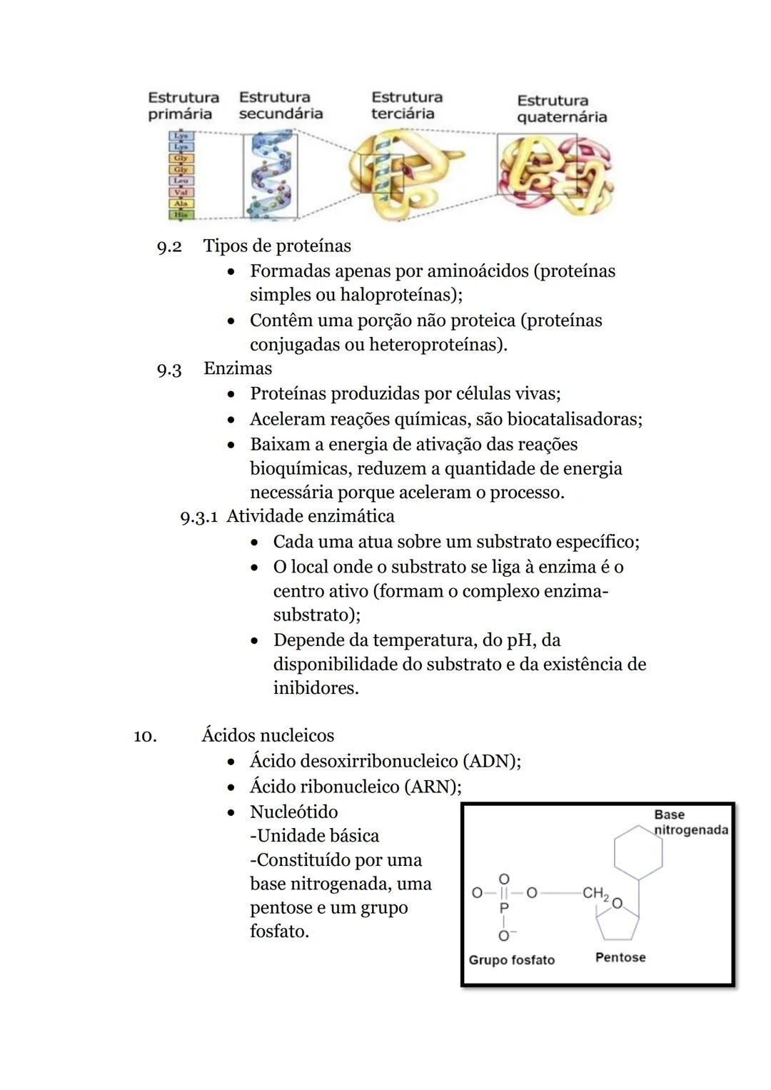 Células e Biomoléculas
1. Organização biológica
• Organismos unicelulares-
compostos por uma única
célula, capaz de realizar
todas as funçõe