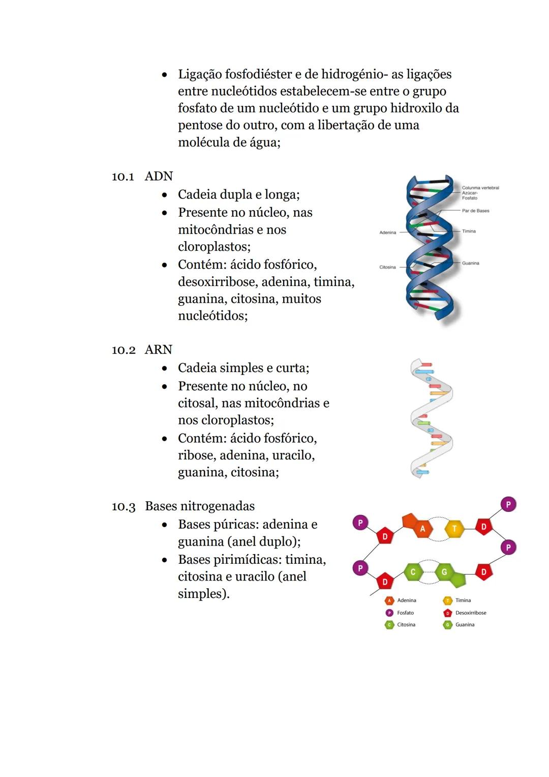 Células e Biomoléculas
1. Organização biológica
• Organismos unicelulares-
compostos por uma única
célula, capaz de realizar
todas as funçõe