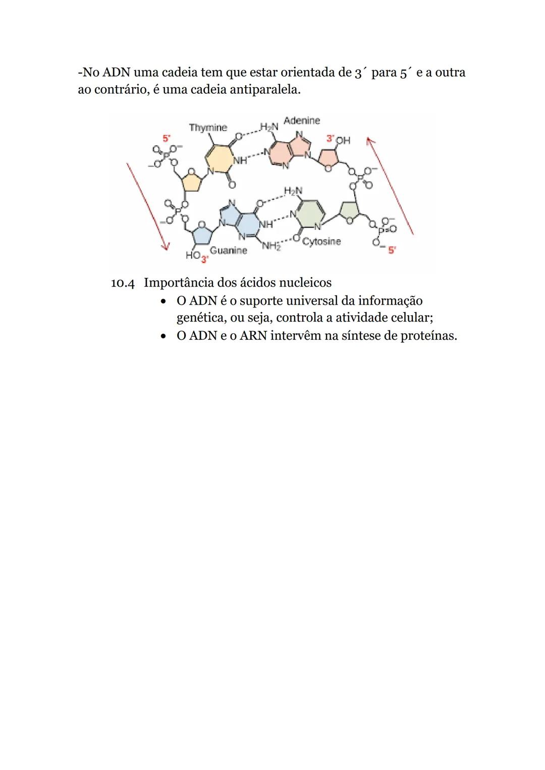 Células e Biomoléculas
1. Organização biológica
• Organismos unicelulares-
compostos por uma única
célula, capaz de realizar
todas as funçõe