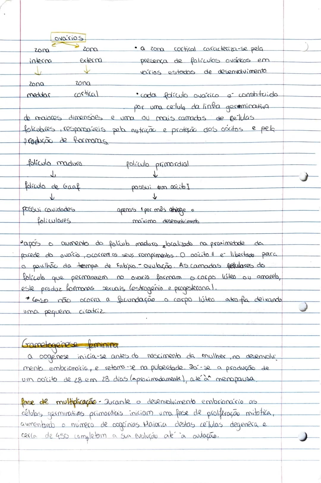 # REPRODUÇÃO
gametogénese humana
os caracteres sexuais primarios correspondem aos orgãos genitais
exteriores: vulva; penis e escroto
apar