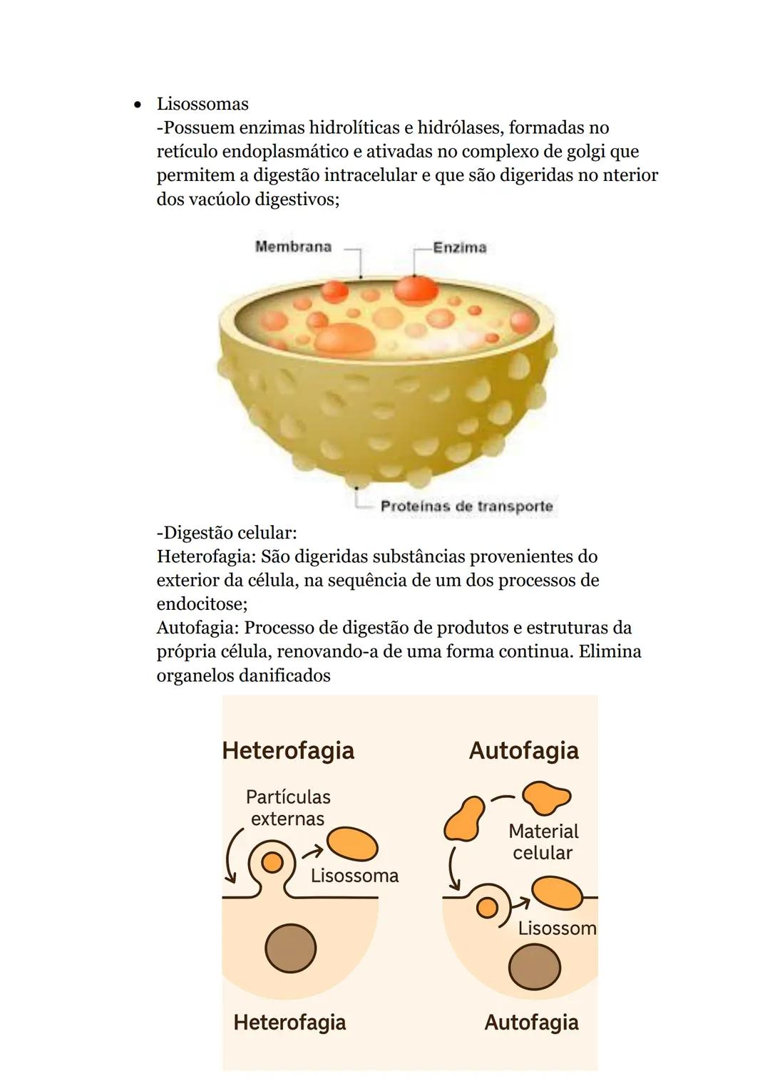 # Obtenção de matéria pelos seres vivos
## heterotróficos
1. Ingestão, digestão e absorção
* Nutrição- permite a aquisição de energia e