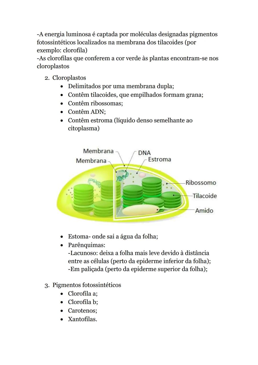 # Obtenção de matéria pelos seres vivos
autotróficos
Produzem compostos orgânicos a partir de substâncias minerais
-utilizando uma fonte de