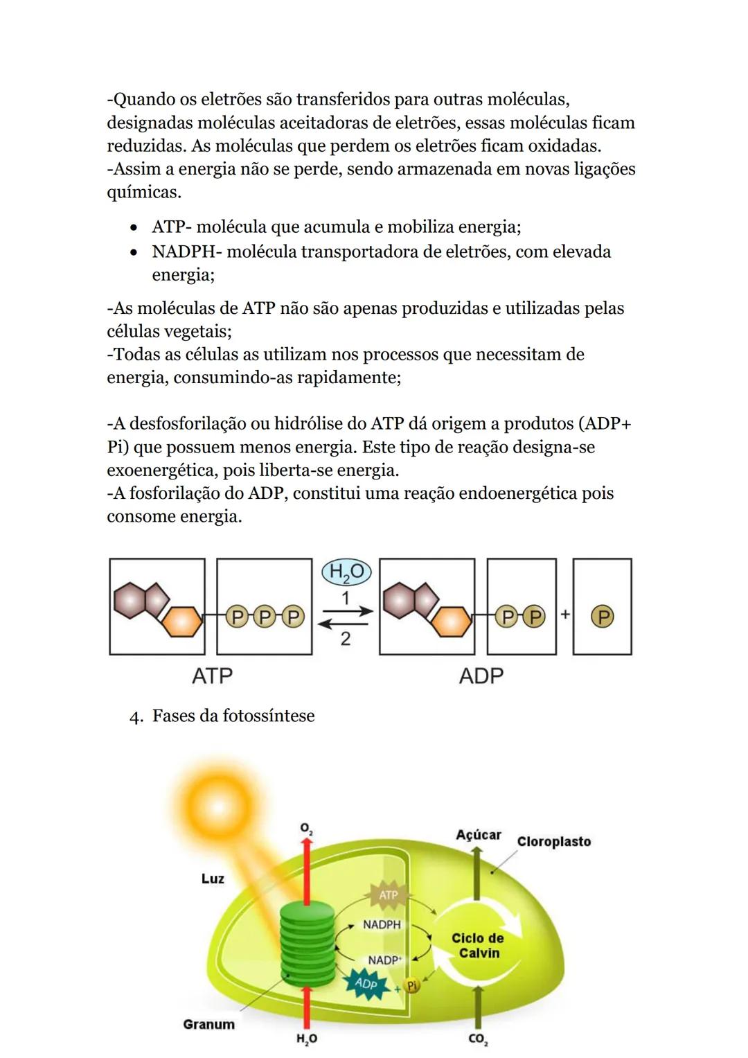 # Obtenção de matéria pelos seres vivos
autotróficos
Produzem compostos orgânicos a partir de substâncias minerais
-utilizando uma fonte de