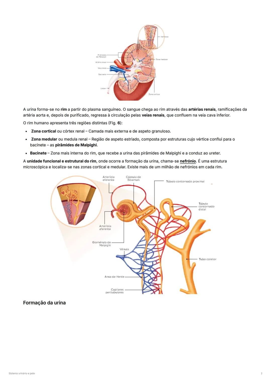 Sistema Urinário e Pele – página 2