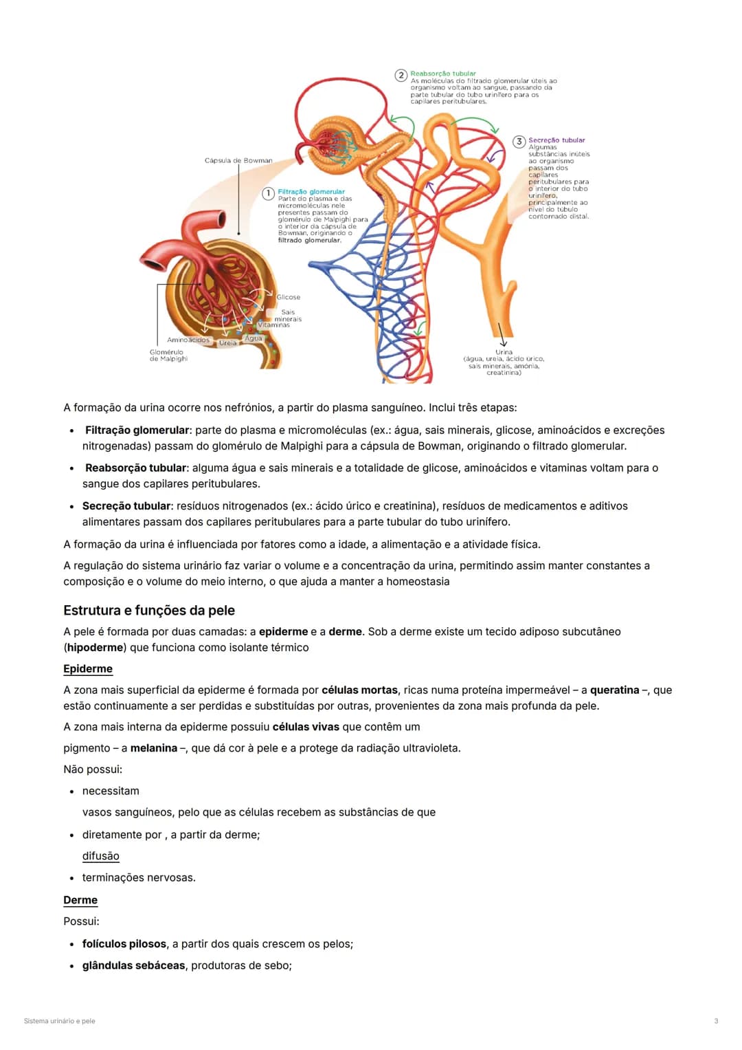 Sistema Urinário e Pele – página 3
