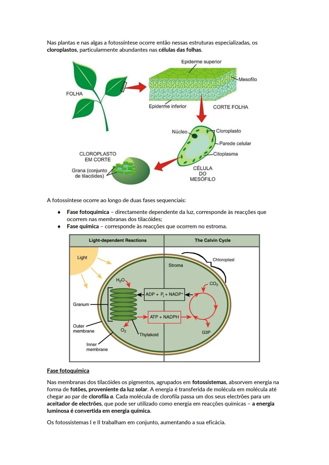 # A biosfera
Biosfera - conjunto de todos os locais da Terra onde é possível encontrar vida, os organismos que ai habitam e as inter-relaçõ
