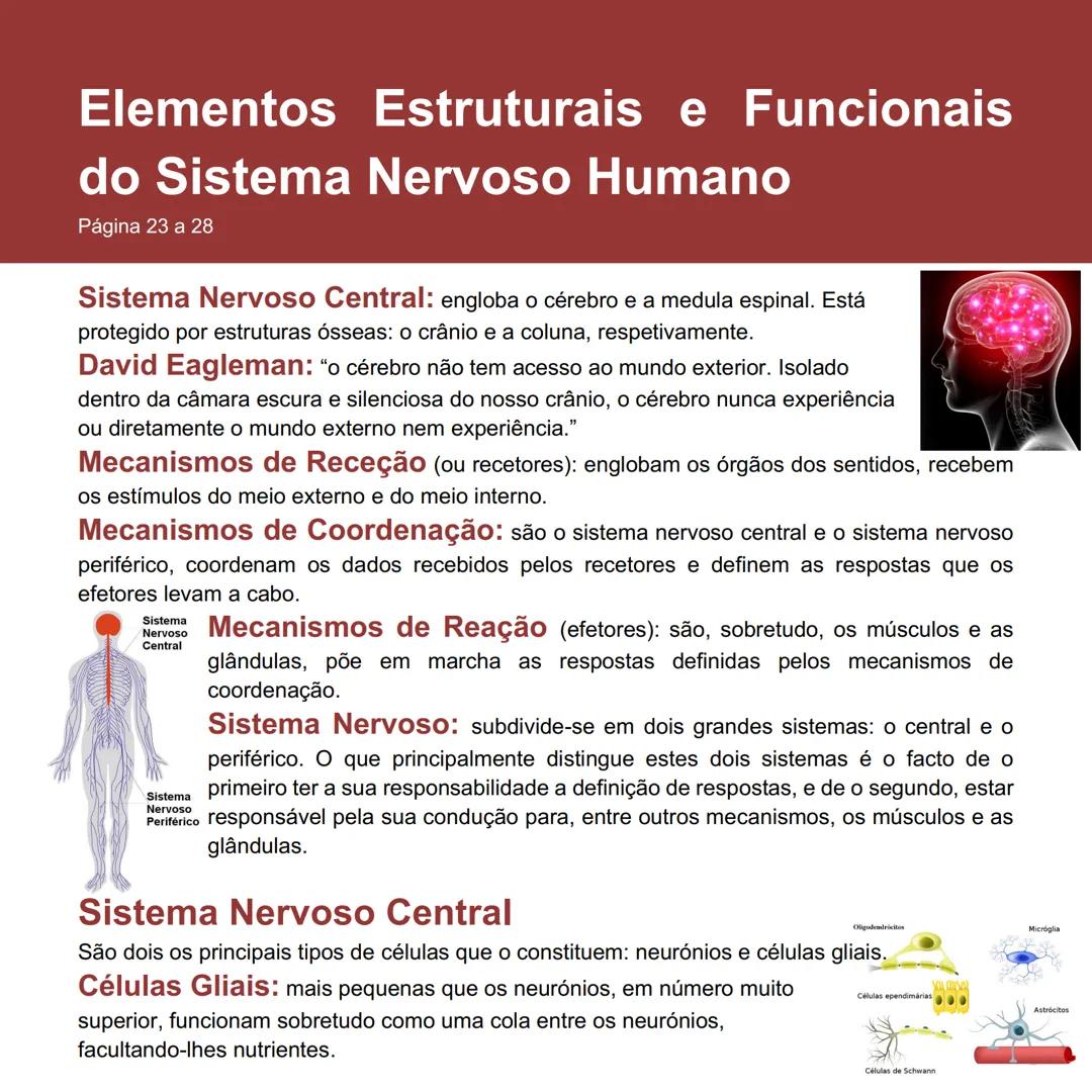 Elementos Estruturais e Funcionais do Sistema Nervoso Humano