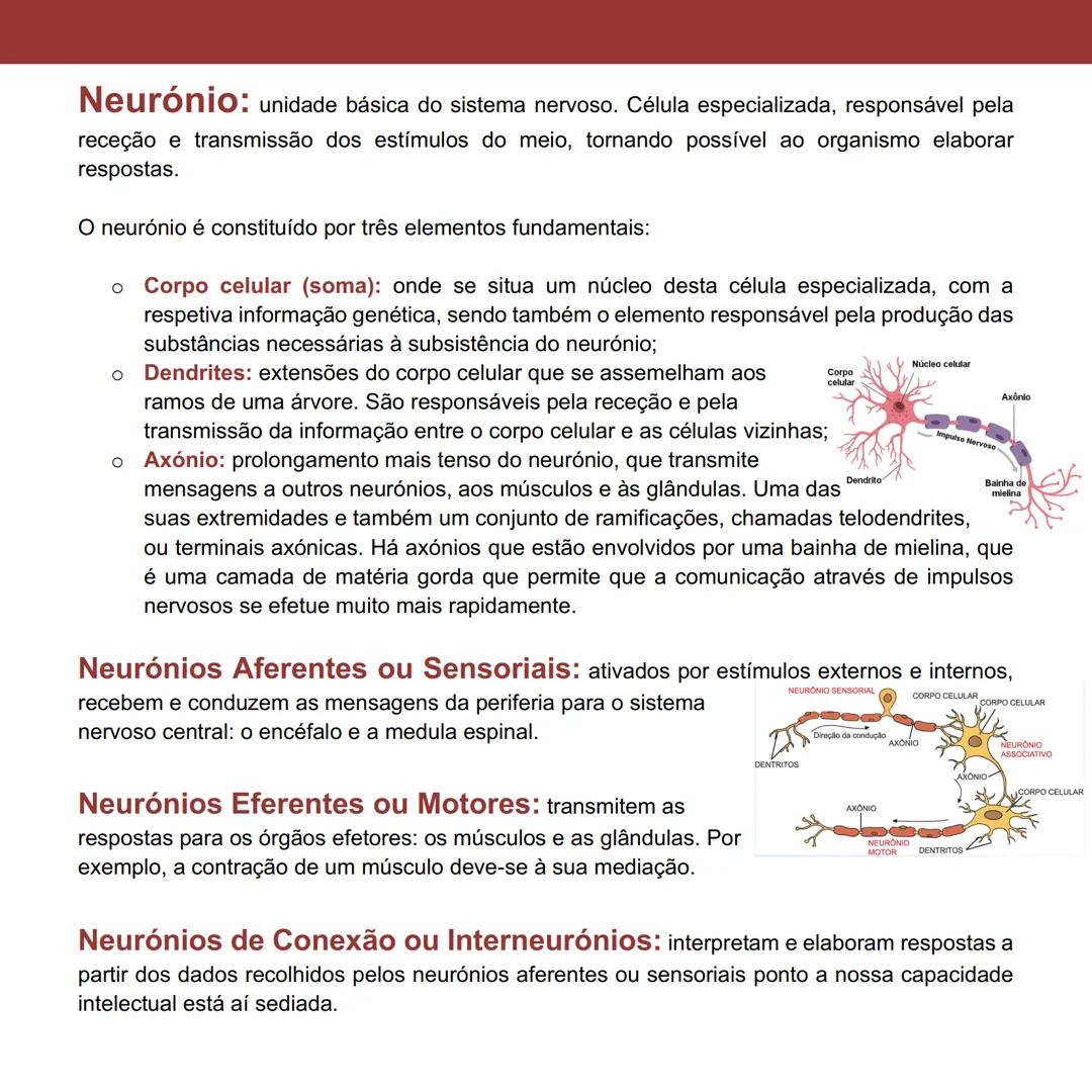 Elementos Estruturais e Funcionais
do Sistema Nervoso Humano
Página 23 a 28
Sistema Nervoso Central: engloba o cérebro e a medula espinal. E