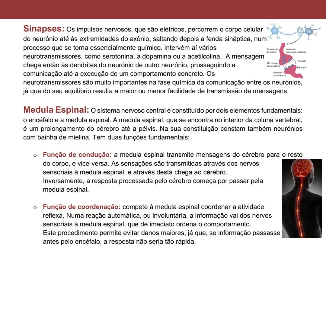 Elementos Estruturais e Funcionais
do Sistema Nervoso Humano
Página 23 a 28
Sistema Nervoso Central: engloba o cérebro e a medula espinal. E