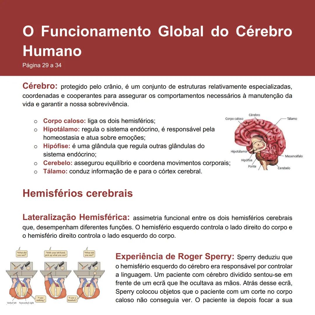 # O Funcionamento Global do Cérebro
# Humano
Página 29 a 34
**Cérebro:** protegido pelo crânio, é um conjunto de estruturas relativamente
