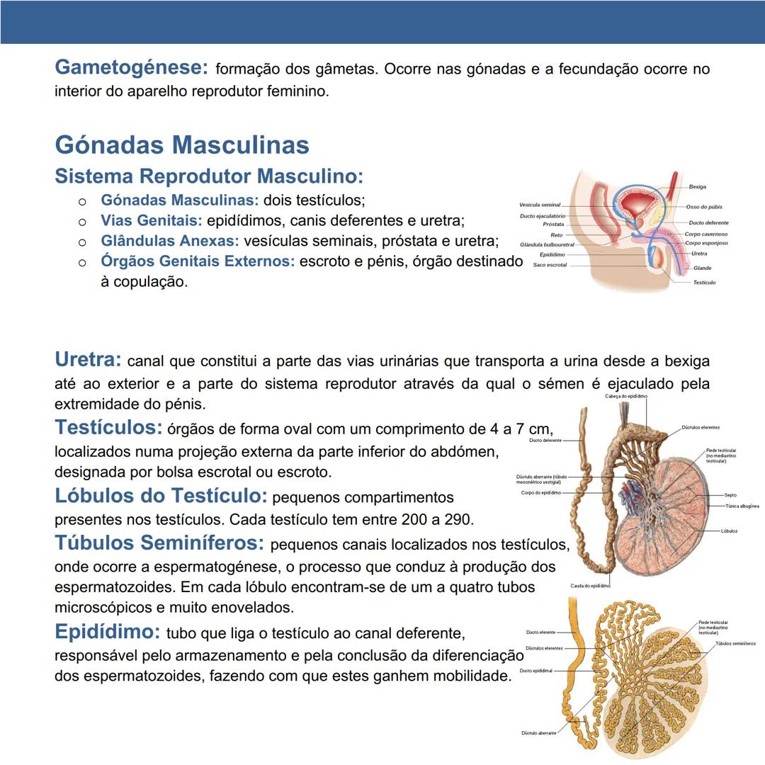 # Gametogénese Humana
Página 11 a 20
Fertilidade Humana: capacidade de conceber e originar filhos.
Dimorfismo Sexual: existência de caracte