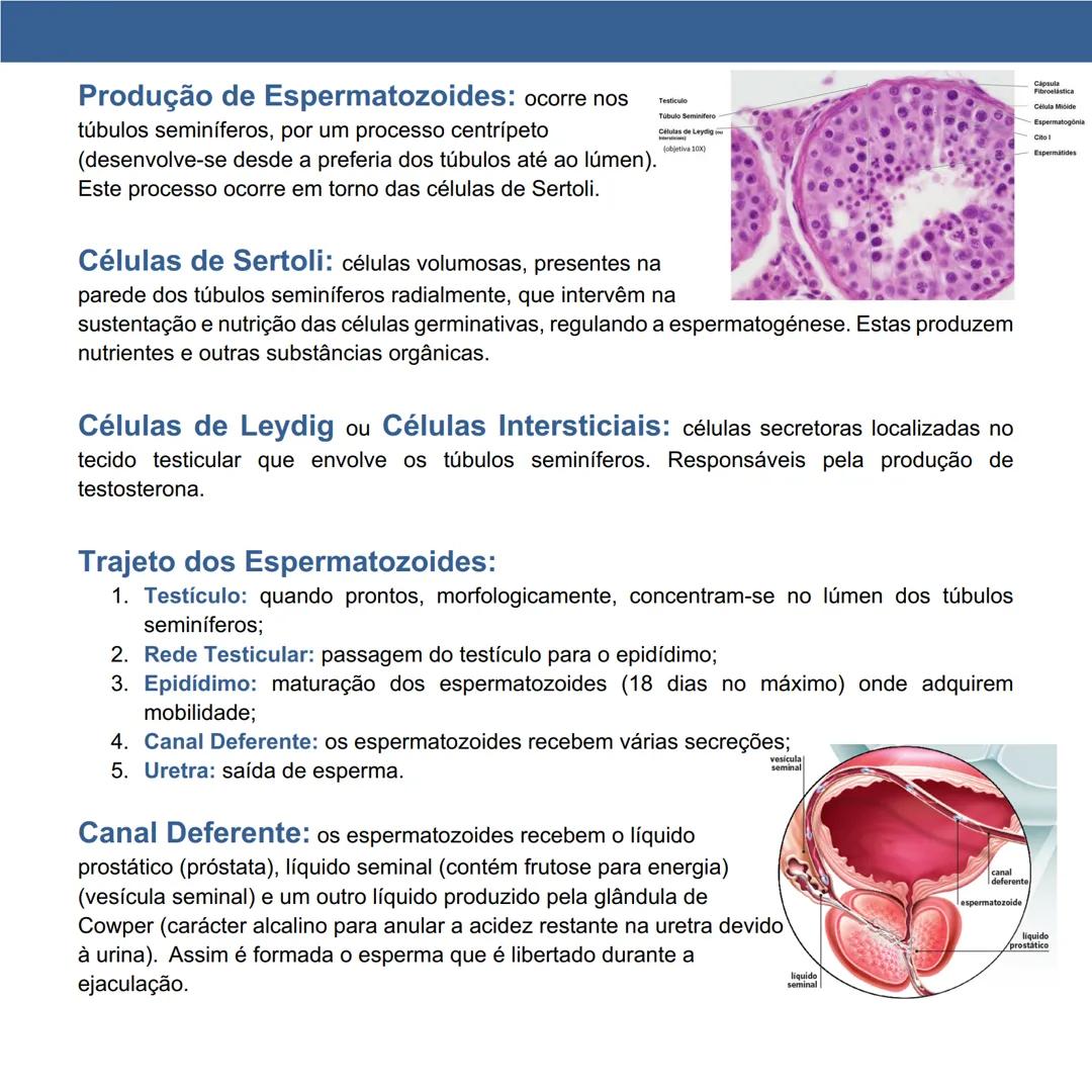 # Gametogénese Humana
Página 11 a 20
Fertilidade Humana: capacidade de conceber e originar filhos.
Dimorfismo Sexual: existência de caracte