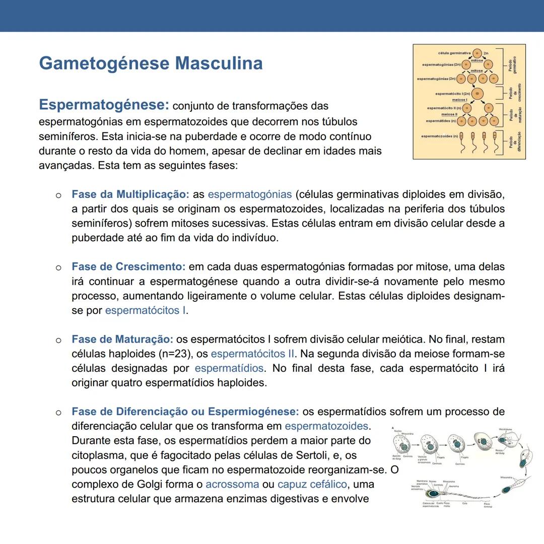 # Gametogénese Humana
Página 11 a 20
Fertilidade Humana: capacidade de conceber e originar filhos.
Dimorfismo Sexual: existência de caracte