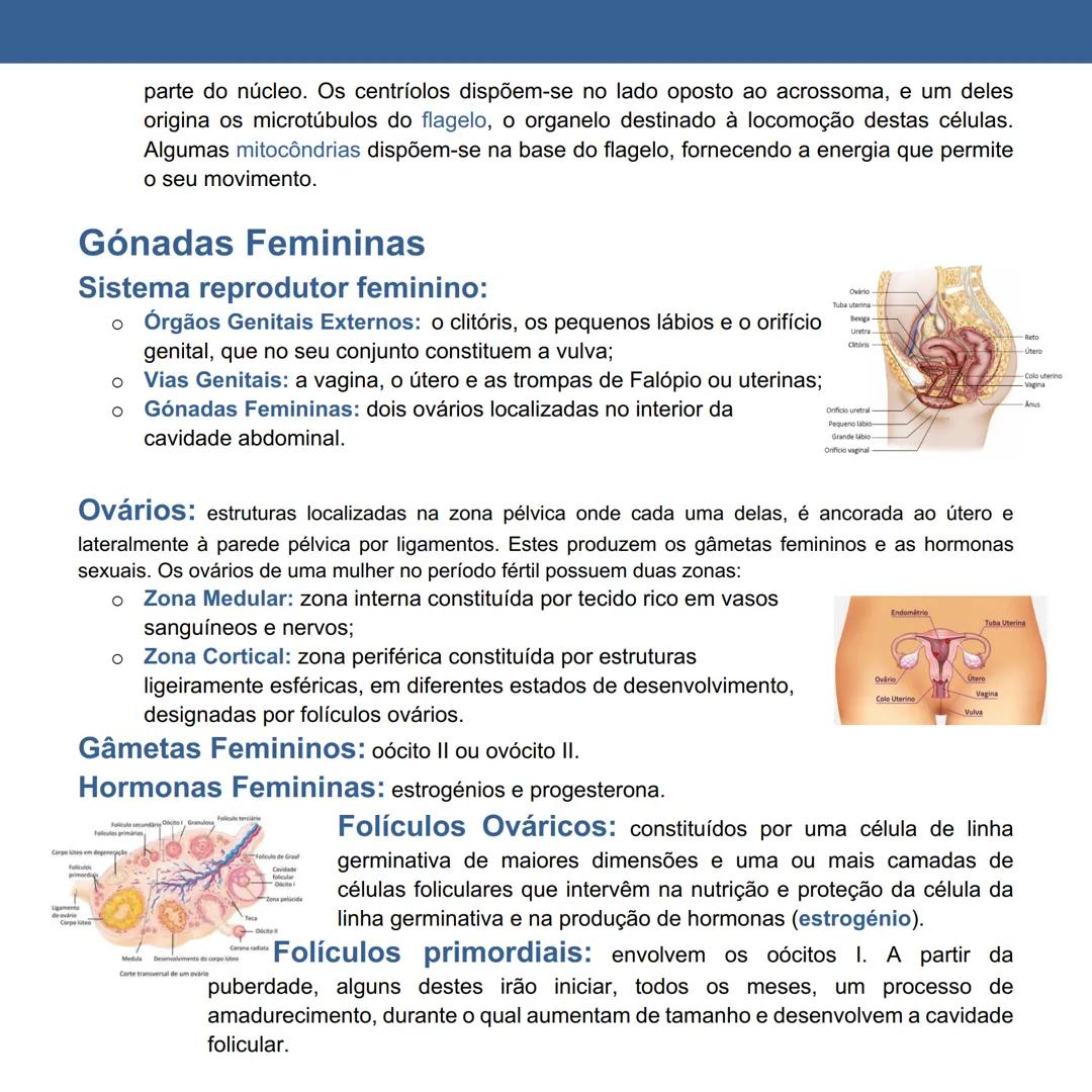 # Gametogénese Humana
Página 11 a 20
Fertilidade Humana: capacidade de conceber e originar filhos.
Dimorfismo Sexual: existência de caracte