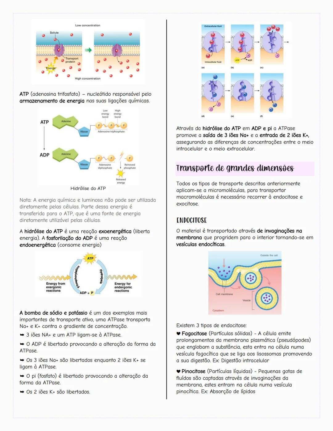 # Ecologia
Biosfera
A biosfera é um sistema que inclui todos os seres vivos, os
ambientes que habitam e as relações estabelecidas entre
ele