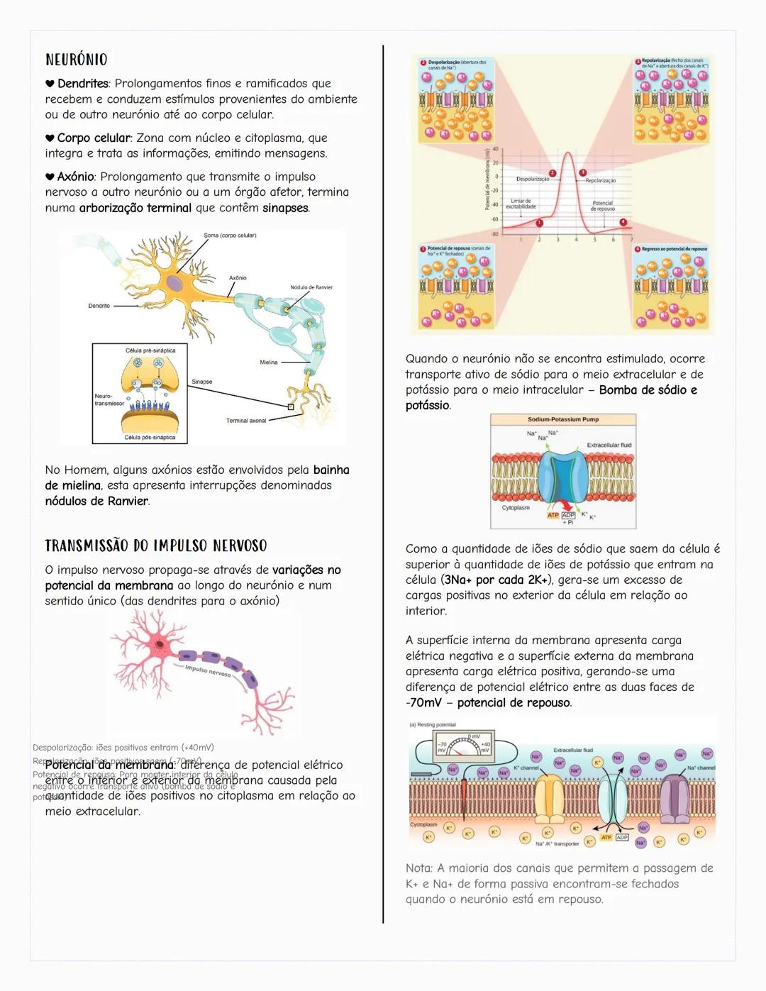 # Ecologia
Biosfera
A biosfera é um sistema que inclui todos os seres vivos, os
ambientes que habitam e as relações estabelecidas entre
ele