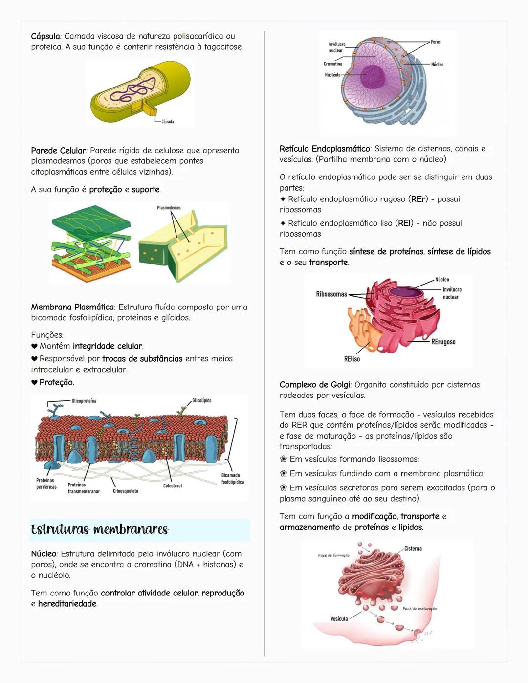 # Ecologia
# Biosfera
A biosfera é um sistema que inclui todos os seres vivos, os
ambientes que habitam e as relações estabelecidas entre
e