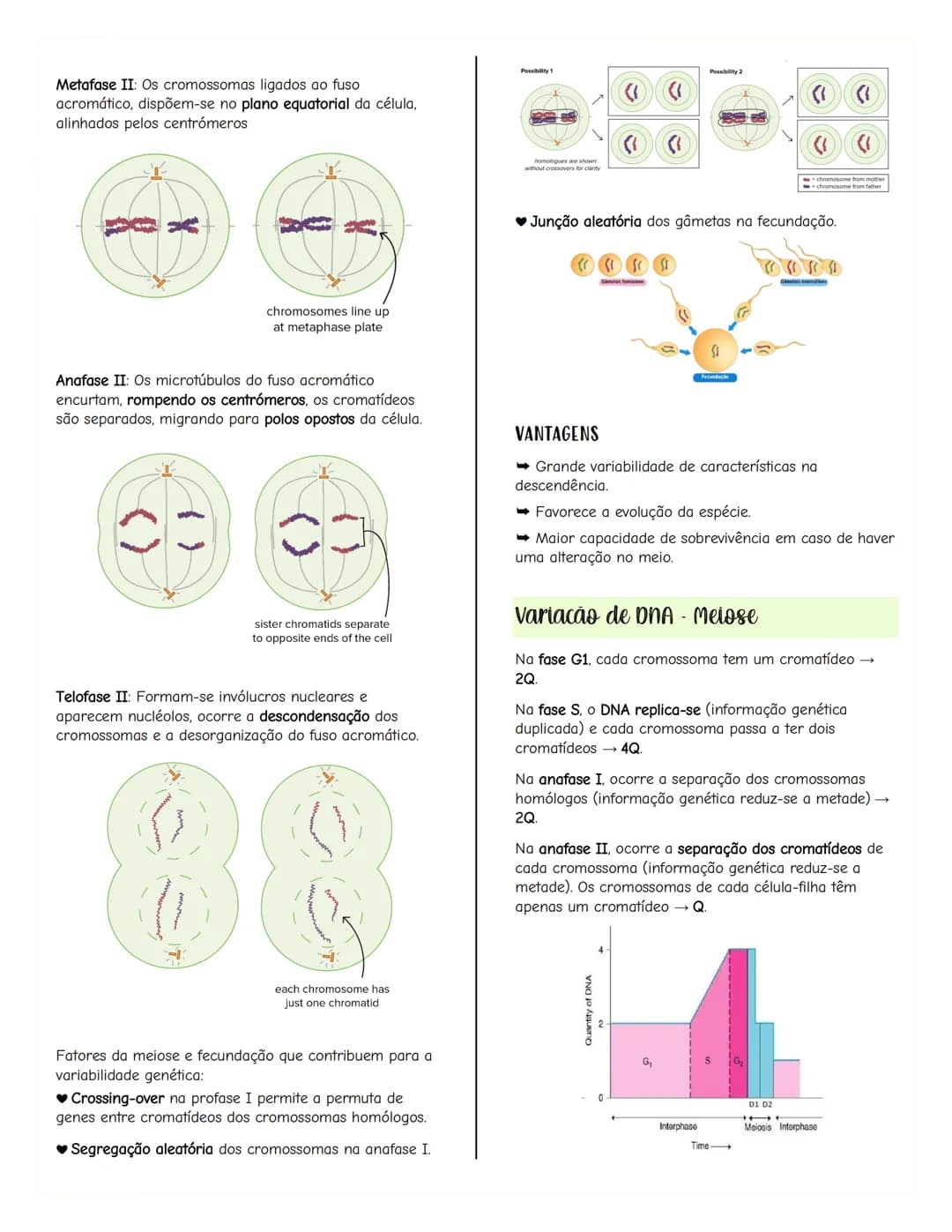 # Renovação celular
Replicacão do DNA
As células têm capacidade de replicar a informação
contida no se DNA, formando outra molécula idênti