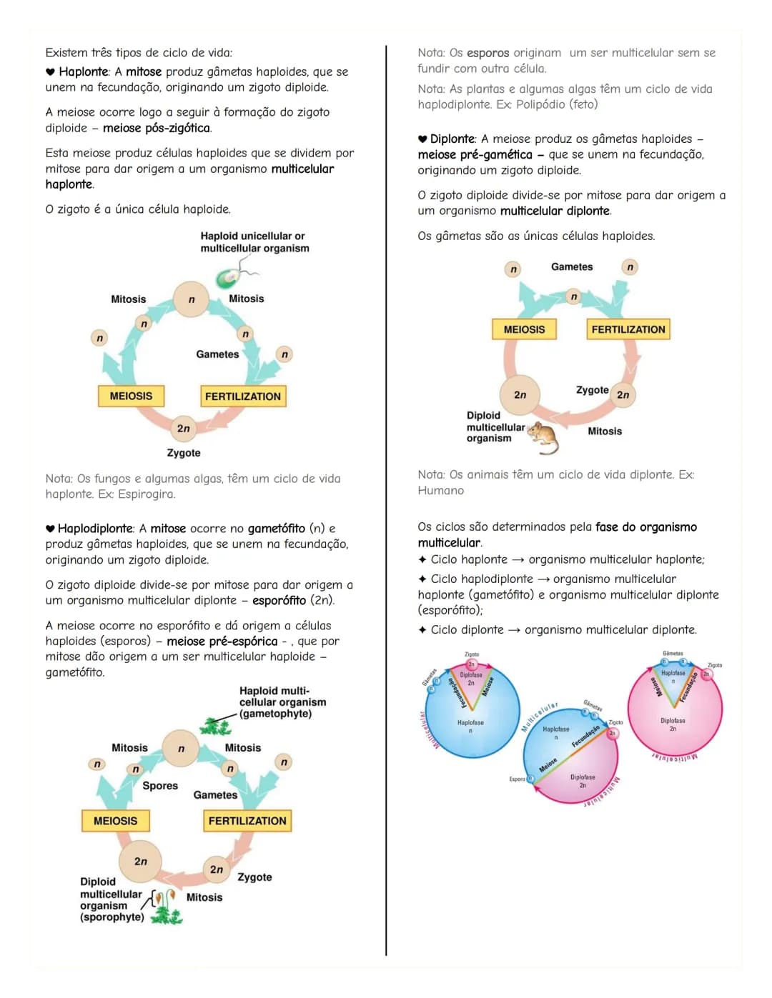 # Renovação celular
Replicacão do DNA
As células têm capacidade de replicar a informação
contida no se DNA, formando outra molécula idênti