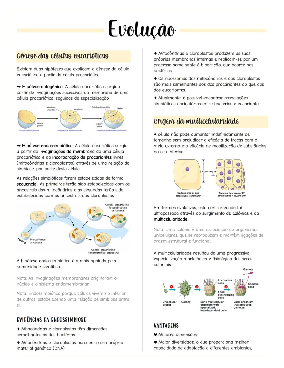 # Renovação celular
Replicacão do DNA
As células têm capacidade de replicar a informação
contida no se DNA, formando outra molécula idênti