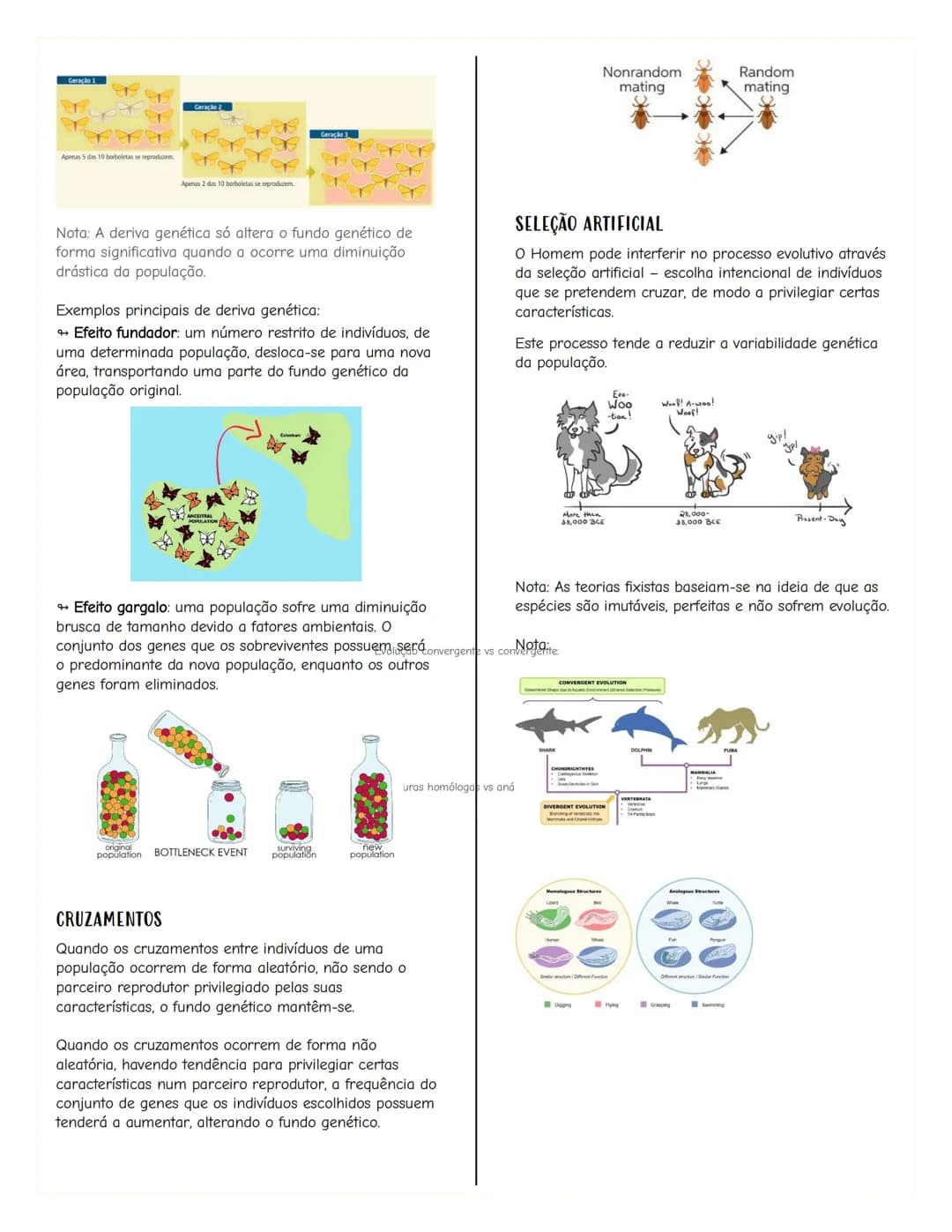 # Renovação celular
Replicacão do DNA
As células têm capacidade de replicar a informação
contida no se DNA, formando outra molécula idênti