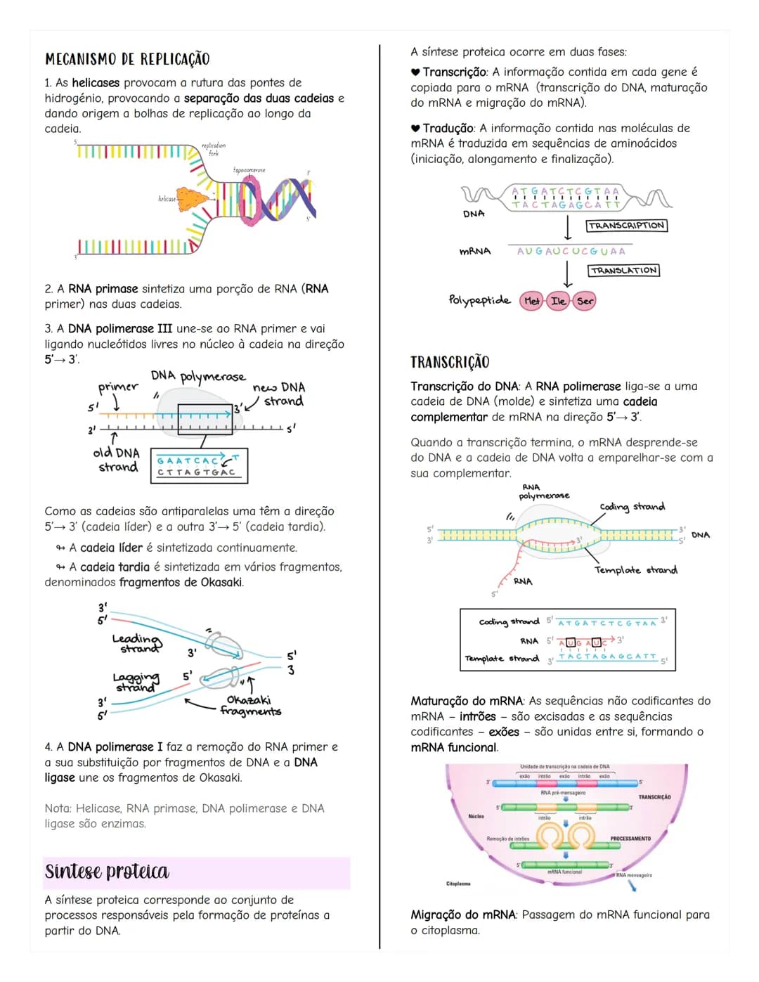 # Renovação celular
Replicacão do DNA
As células têm capacidade de replicar a informação
contida no se DNA, formando outra molécula idênti