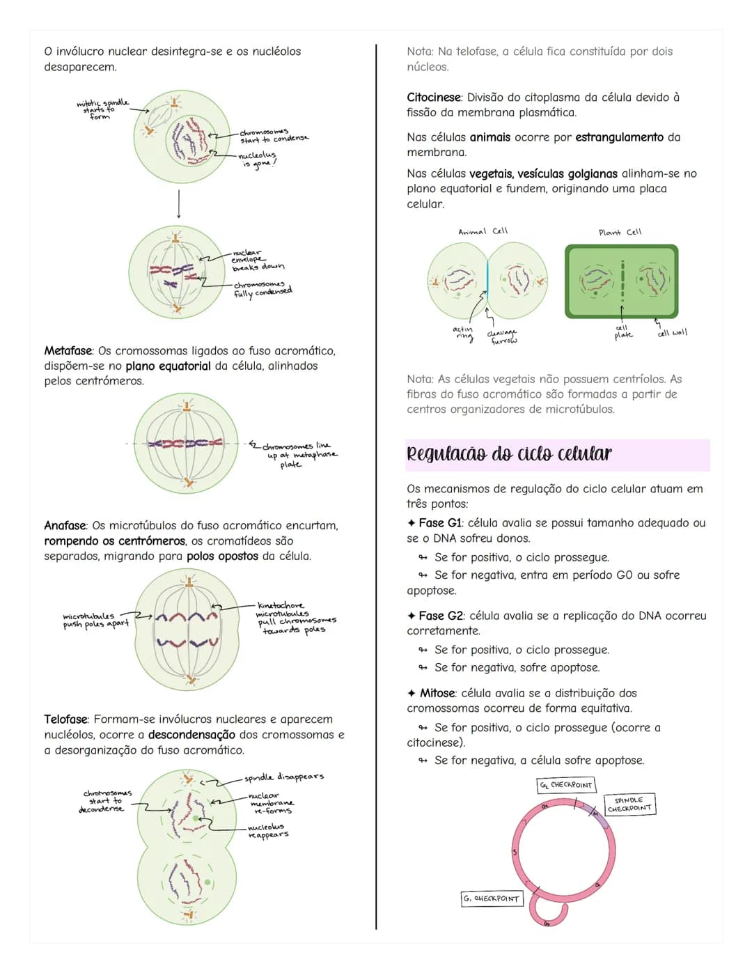 # Renovação celular
Replicacão do DNA
As células têm capacidade de replicar a informação
contida no se DNA, formando outra molécula idênti
