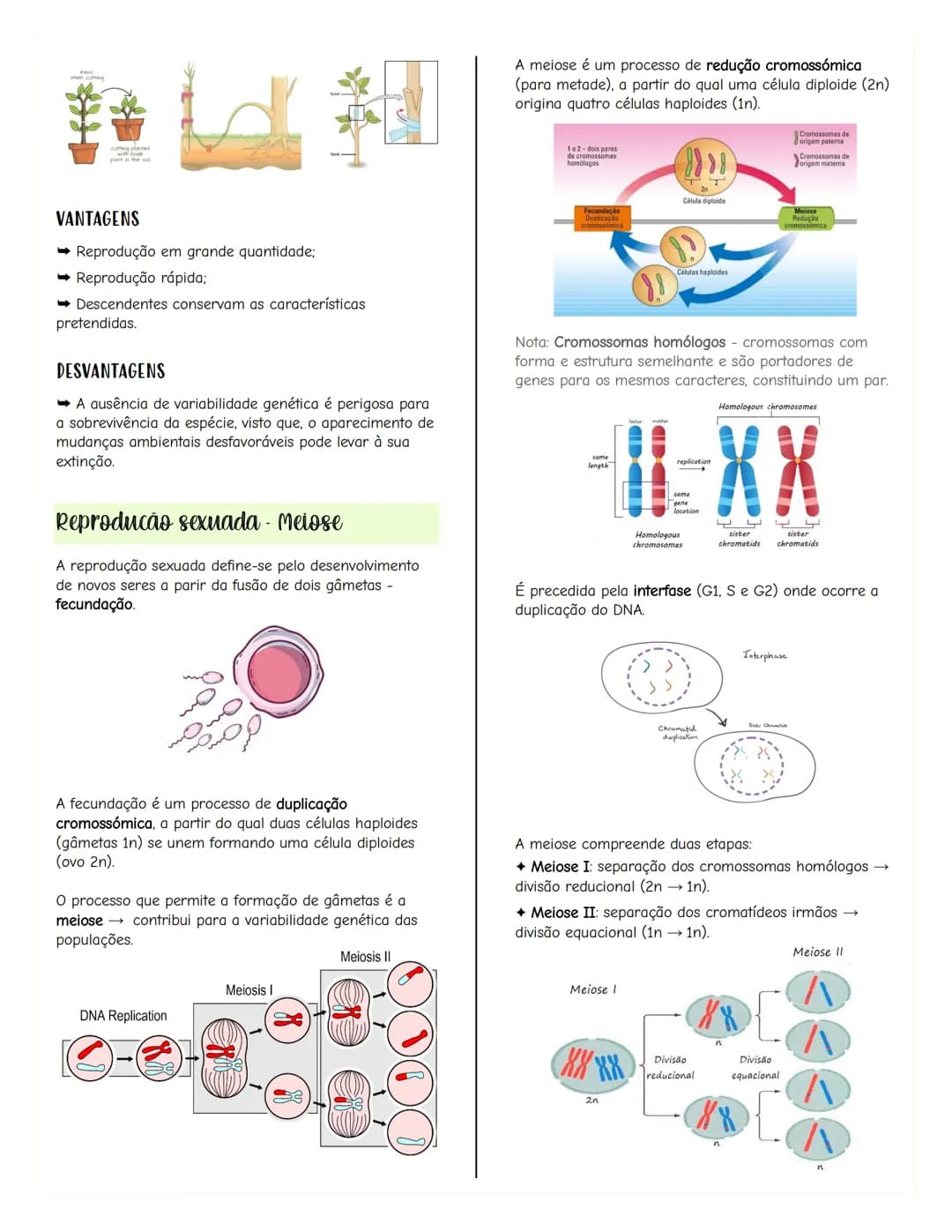 # Renovação celular
Replicacão do DNA
As células têm capacidade de replicar a informação
contida no se DNA, formando outra molécula idênti