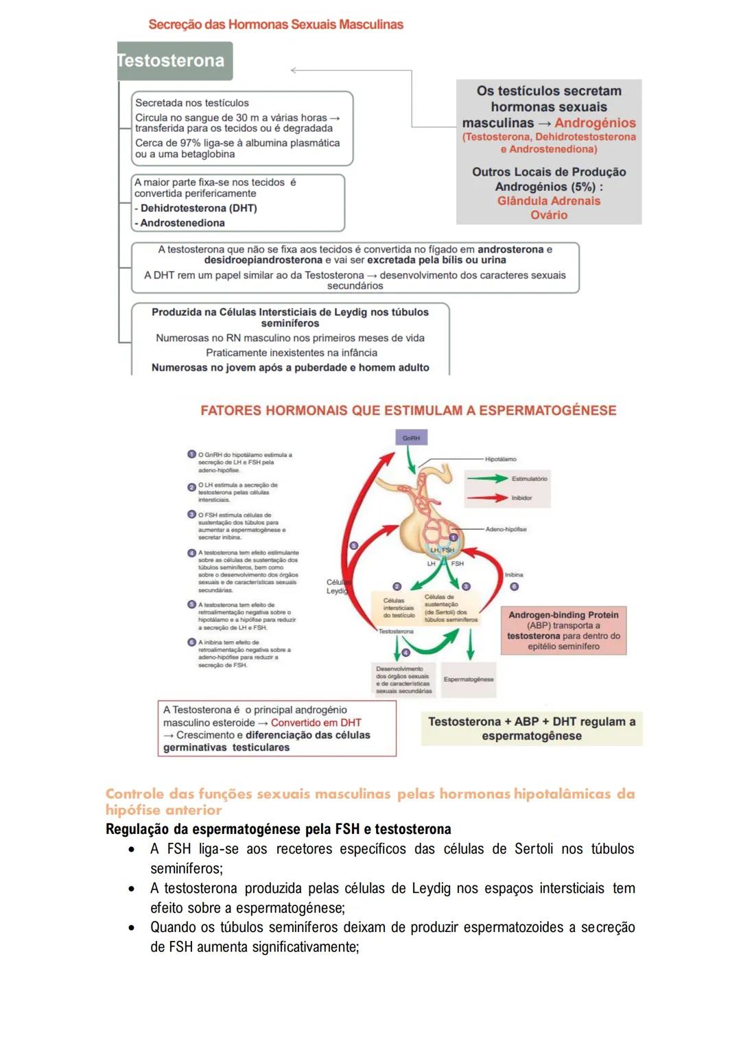 # Sistema Reprodutor
MASCULINO
O sistema reprodutor masculino tem componentes no abdómen, pelve e períneo.
As funções reprodutivas masculin